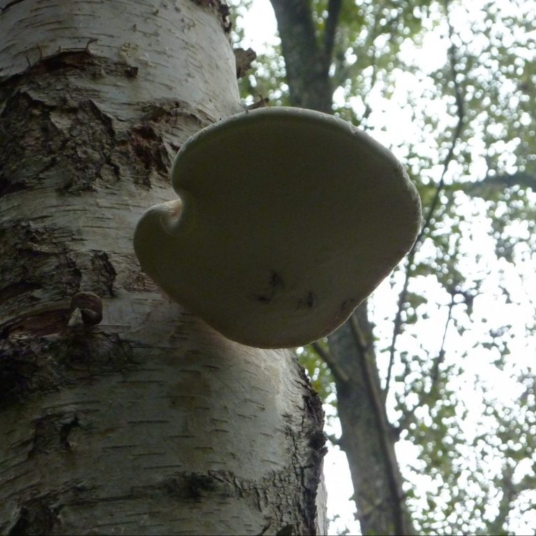 Baumpilz Birkenporling