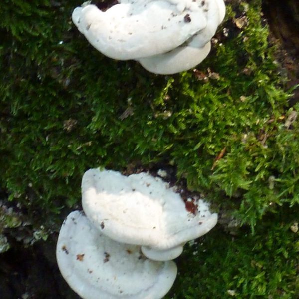 Baumpilz Buckeltrameten