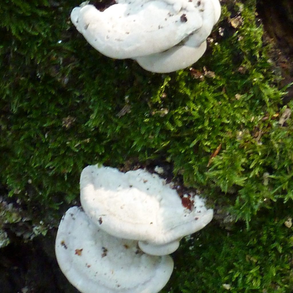 Baumpilz Buckeltrameten
