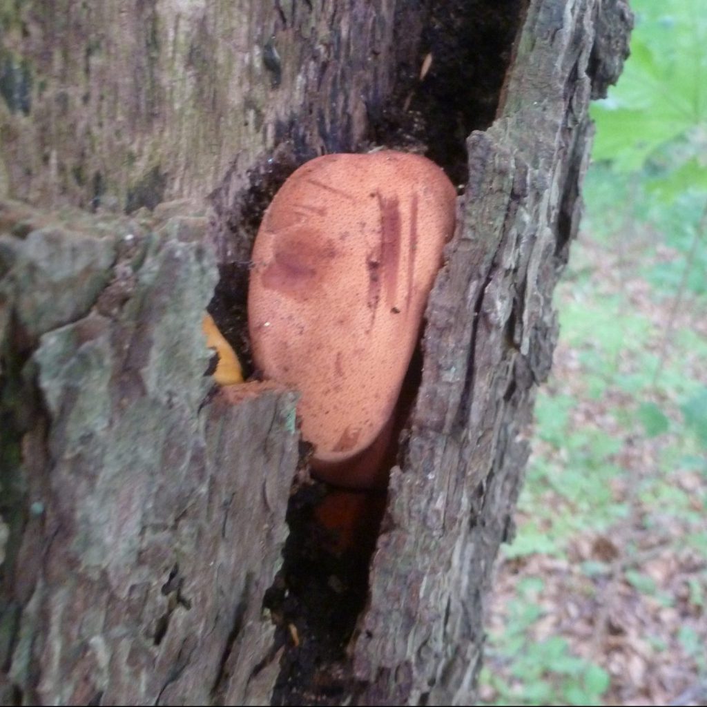 Baumpilz Ochsenzunge