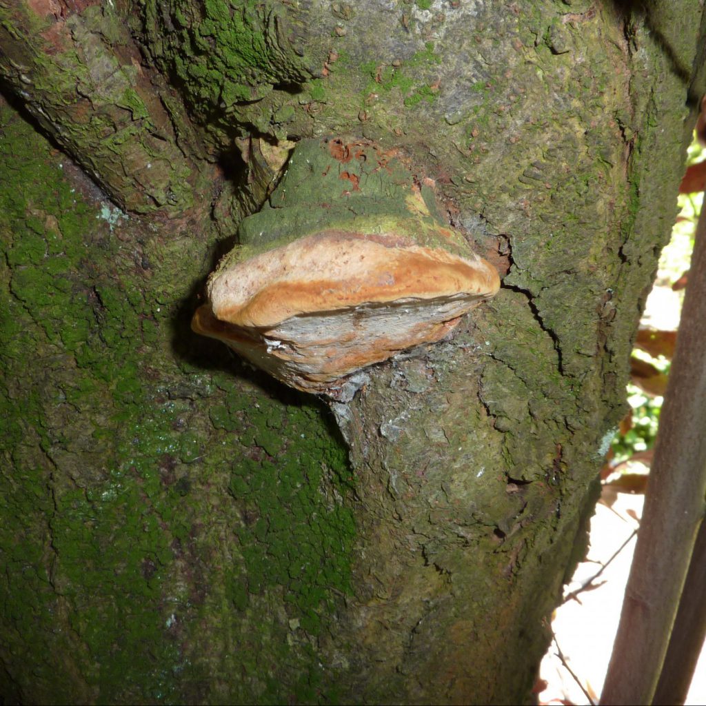Baumpilz Pflaumenfeuerschwamm