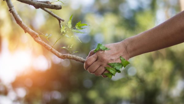 Human handshake with a nature, earth day, human stay together wi
