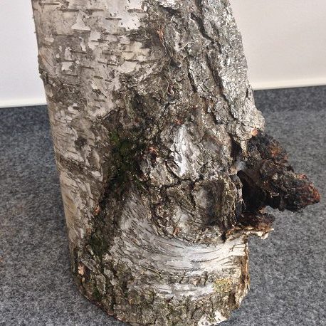 Baumpilz Schiefer-Schillerporling