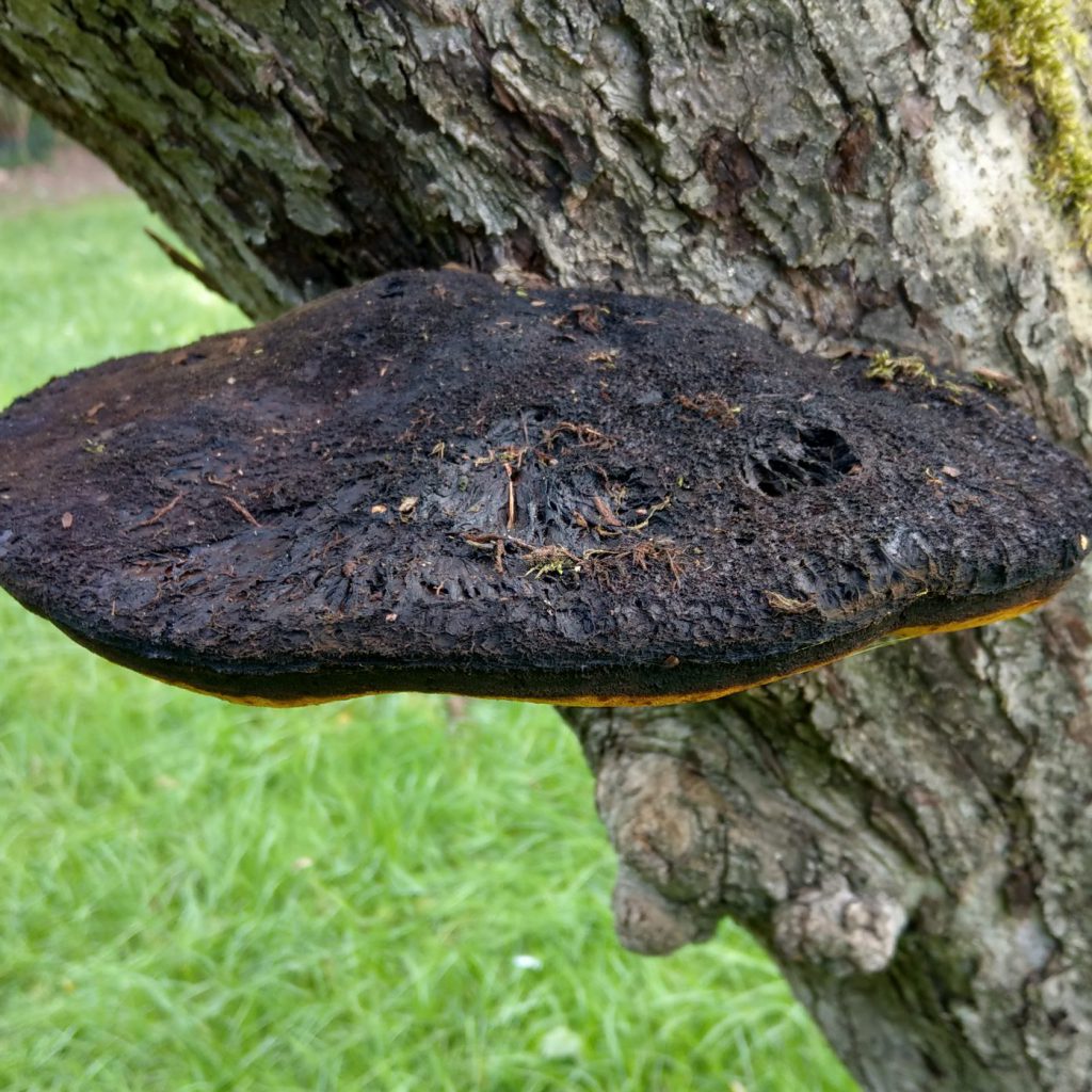 Baumpilz Zottiger Schillerporling