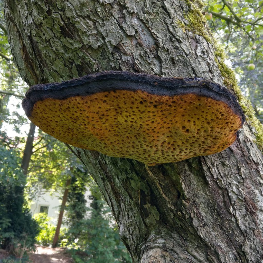 Baumpilz Zottiger Schillerporling
