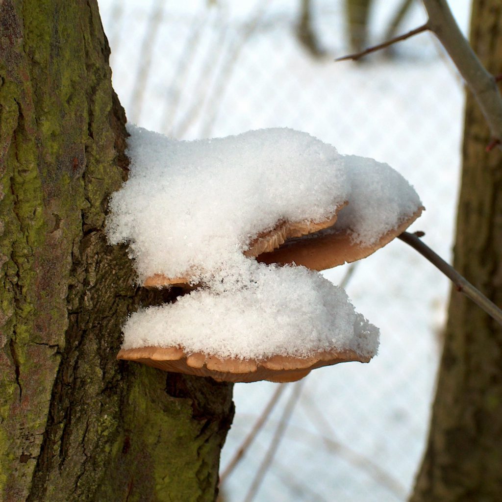 Baumpilz Austernseitling