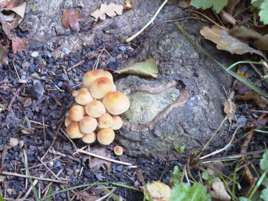 Baumpilz Hallimasch