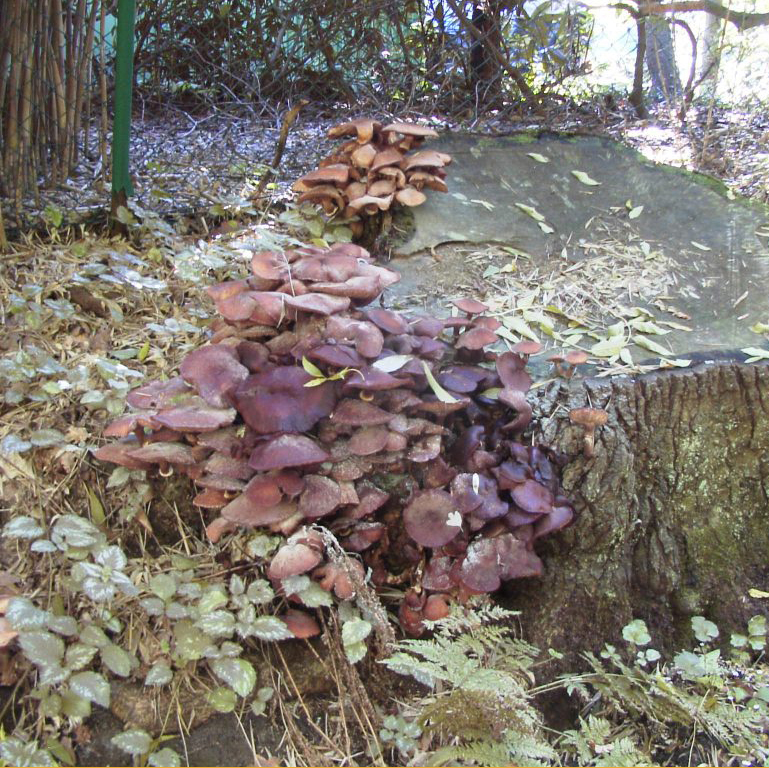 Baumpilz Hallimasch