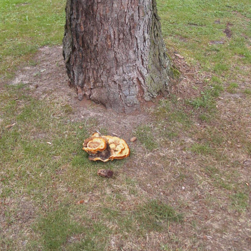 Baumpilz Kiefernbraunporling