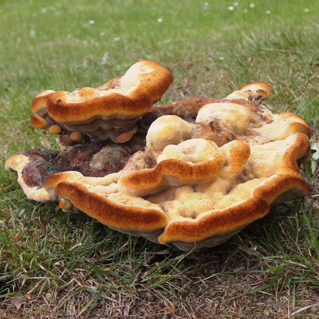 Baumpilz Kiefernbraunporling