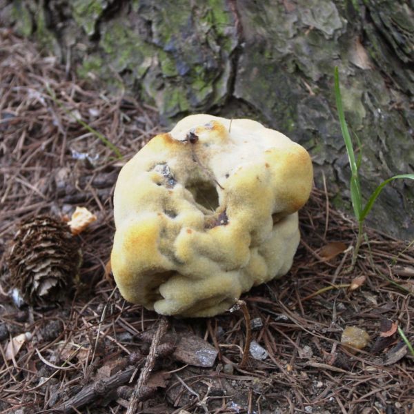 Baumpilz Kiefernbraunporling