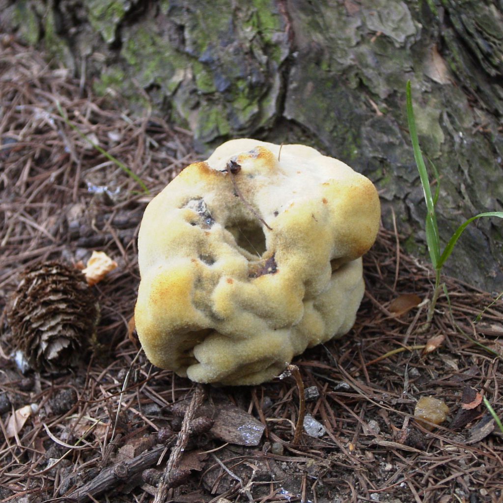 Baumpilz Kiefernbraunporling