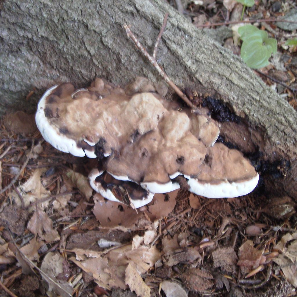 Baumpilz Wustiger Lackporling