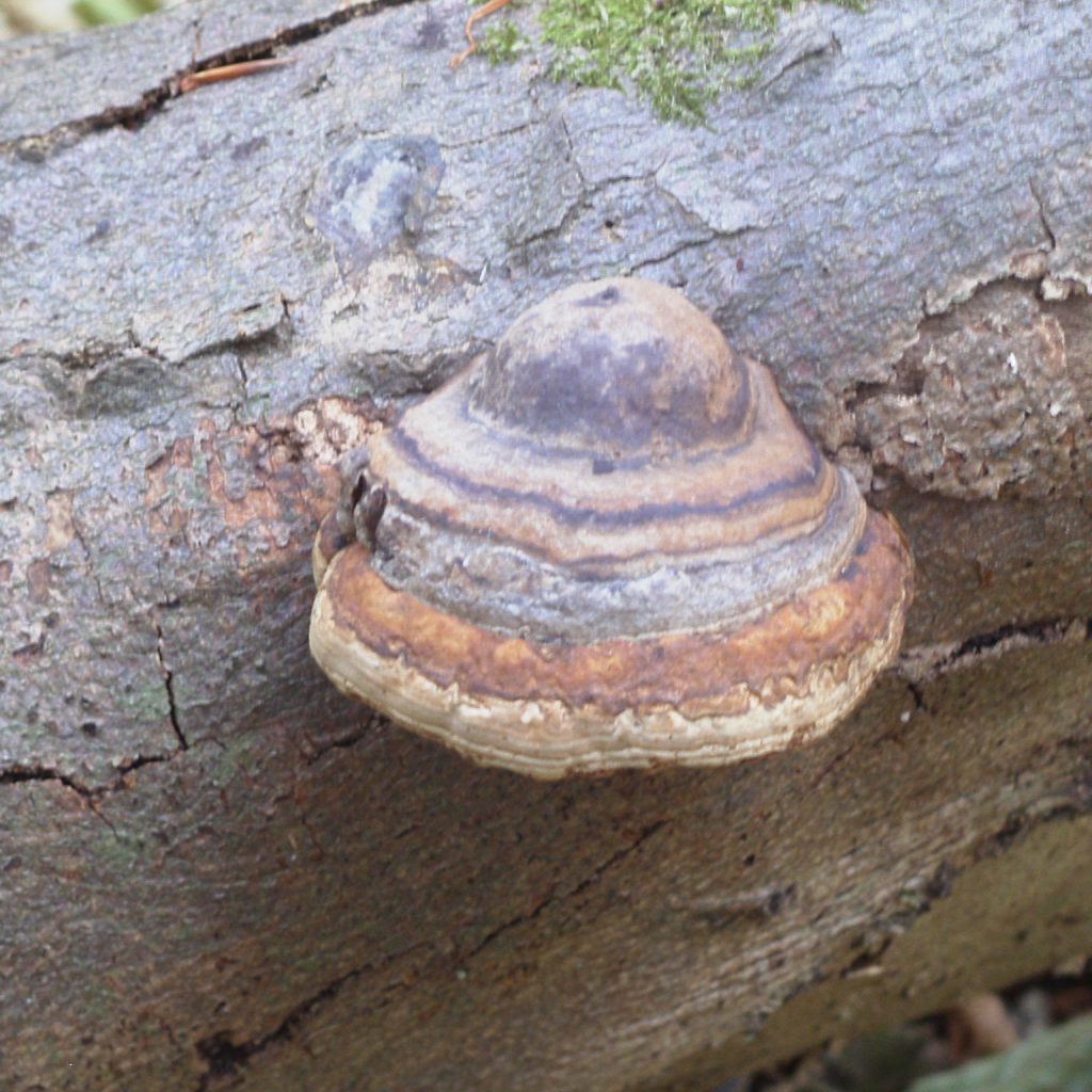 Baumpilz Zunderschwamm