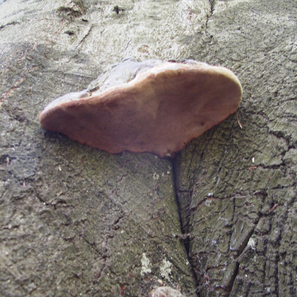 Baumpilz Zunderschwamm